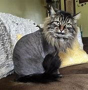 Image result for Cat Lion Haircut