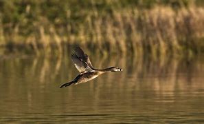 Image result for Pied-billed Grebe