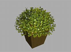 Image result for Buxus Box Plant