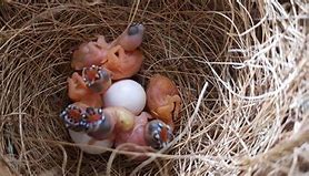 Image result for Guardian Finch Nest