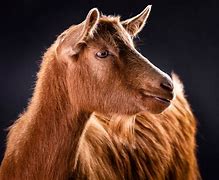 Image result for Goat for Photoshop