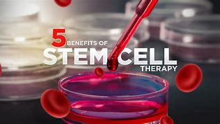 Image result for Stem Cell Function