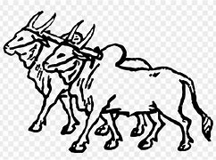 Image result for Drawing of Oxen