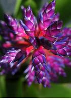 Image result for Blue Tango Flower