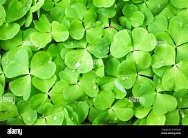 Image result for Green Clover Background