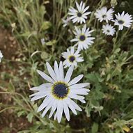 Image result for African Daisy Sprouts