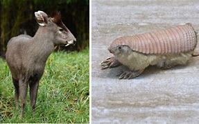 Image result for Weird Animals That Are Real