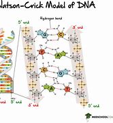 Image result for Double Helix Bond