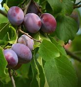 Image result for Elephant Heart Plum