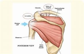 Image result for Shoulder Muscular Anatomy