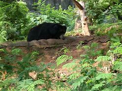 Image result for Kerala Zoo