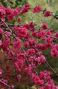 Image result for Prunus Pink Cascade Weeping