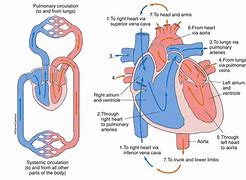 Image result for Circulatory System Blood Flow Diagram