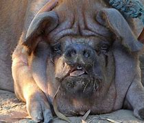 Image result for Happy Fat Pig