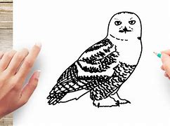 Image result for Snowy Owl Black and White Drawing