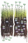 Image result for Cation Exhange Plant Root