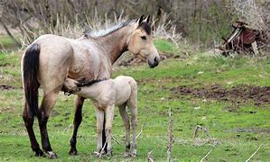 Image result for Horse Nursing