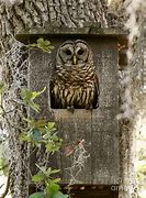 Image result for barred owl nest box camera