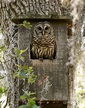 Image result for Barred Owl Nest Box