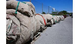 Image result for Abandoned Fishing Nets