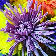 Image result for A Flower with Many Petals