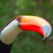 Image result for Rainforest Animals Toucan