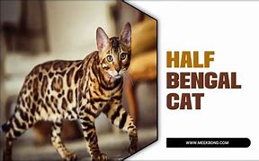 Image result for Half Bengal Cat