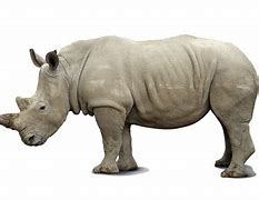 Image result for Rhino Logo.png