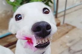 Image result for Dog with Human Smile