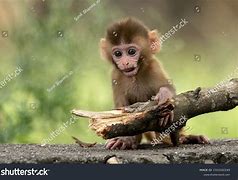 Image result for Darling Baby Monkey