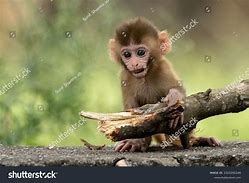 Image result for Sped Monkey Baby