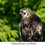 Image result for Juvenile Red-tailed Hawk