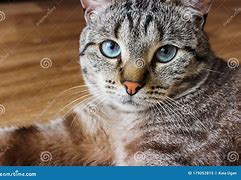 Image result for Tabi Cat Eyes