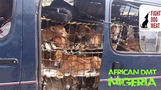 Image result for Dog Meat in Nigeria