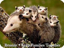 Image result for Opossum Babies