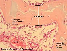 Image result for Cancellous Bone Spongy Bones