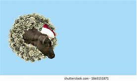 Image result for Christmas Calf