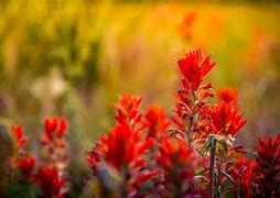 Image result for Shrub with Yellow Flowers Alberta