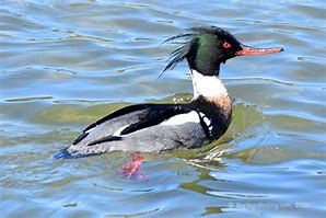 Image result for Winter Merganser