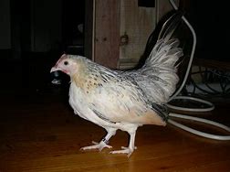 Image result for Miniature Chickens