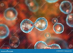 Image result for Dividing Cell Drawig