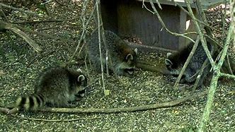 Image result for Raccoon Kits