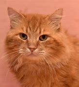 Image result for Fluffy Ginger Cat