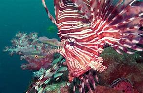 Image result for Lionfish Eating Fish