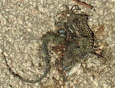 Image result for Flat Lizard Animal Species