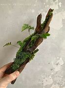 Image result for Moss Dish Garden