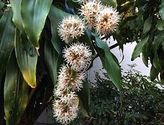 Image result for Dracaena Merah