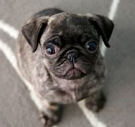 Image result for Pug Puppies Brindle