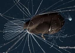 Image result for Fanfin Angler Fish