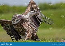 Image result for Long Neck Vulture